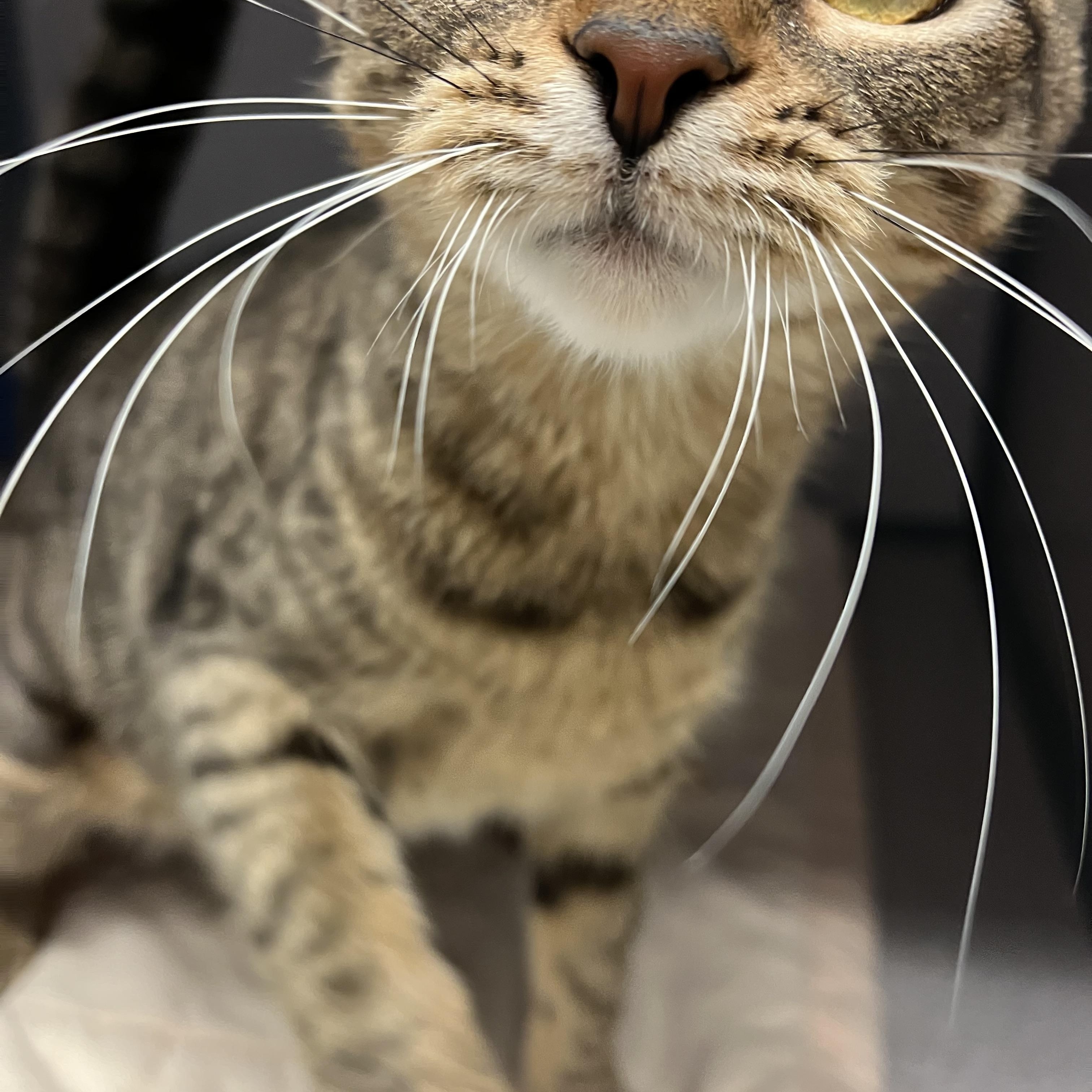 Enlarge Thumbalina, a Adoptable mixed breed in Cedar Rapids, IA image 2/3