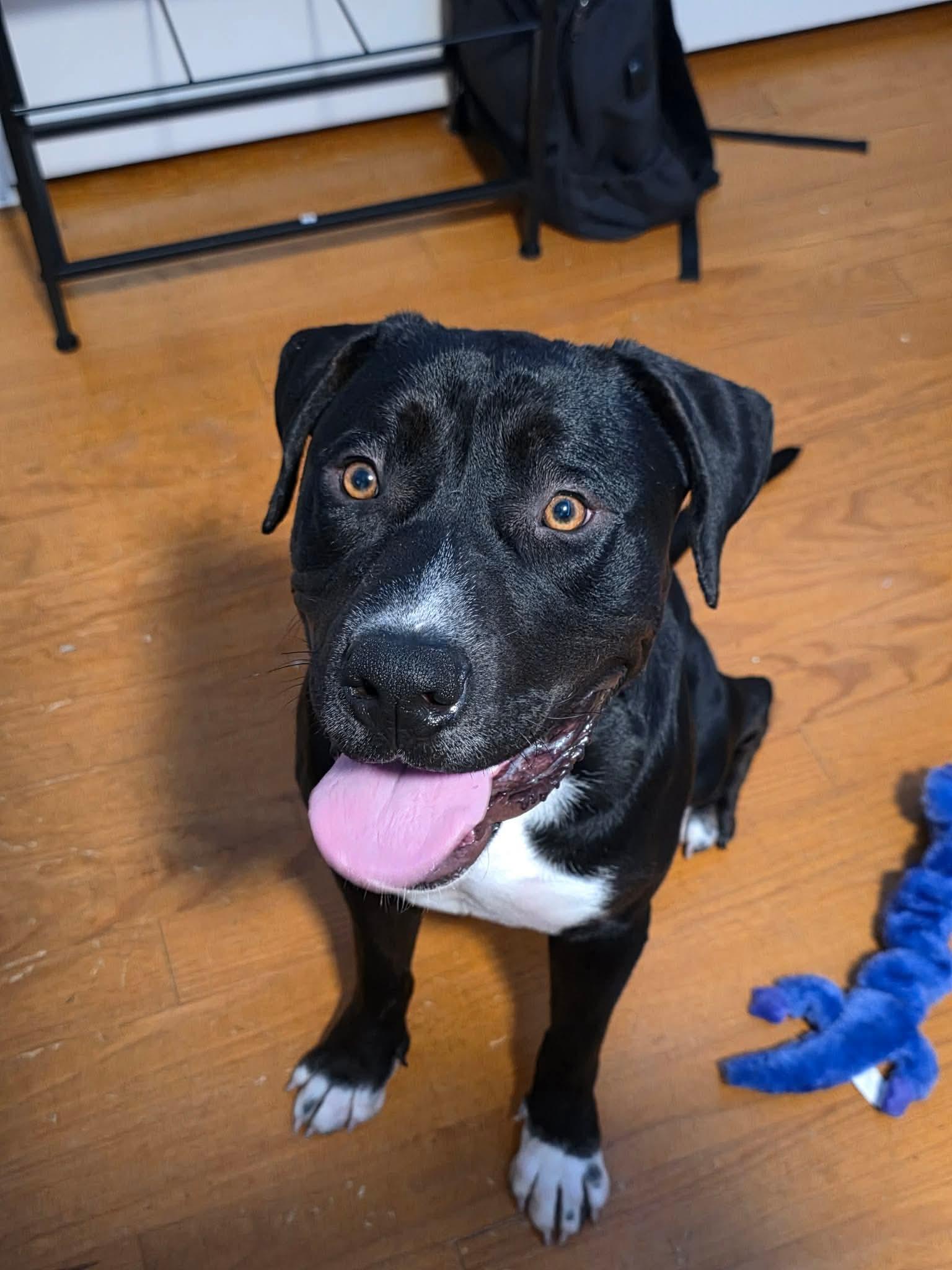 Waffles, a ADOPTABLE mixed breed in Kennebunk , ME image 1/6