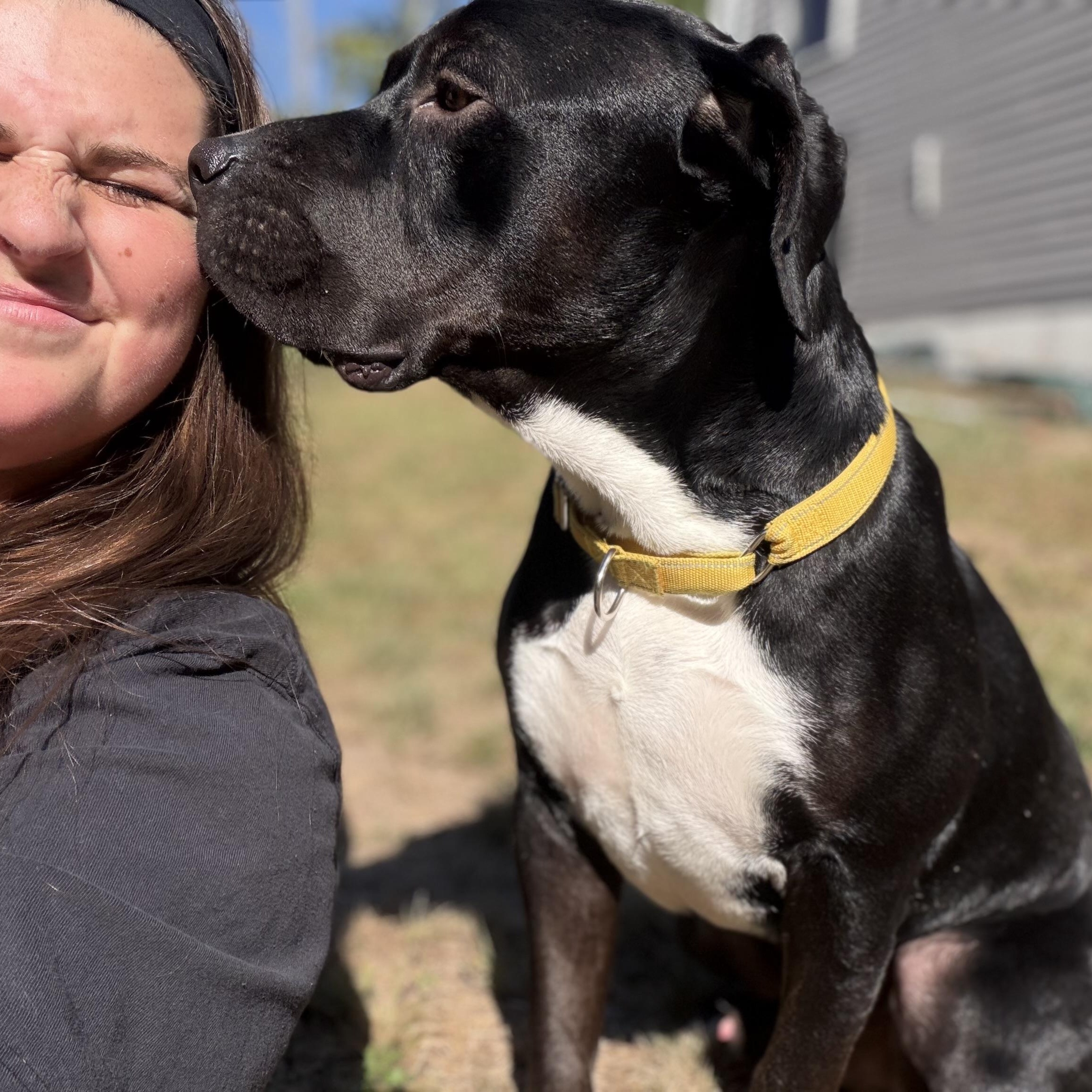 Enlarge Waffles, a Adoptable mixed breed in Kennebunk , ME image 4/5