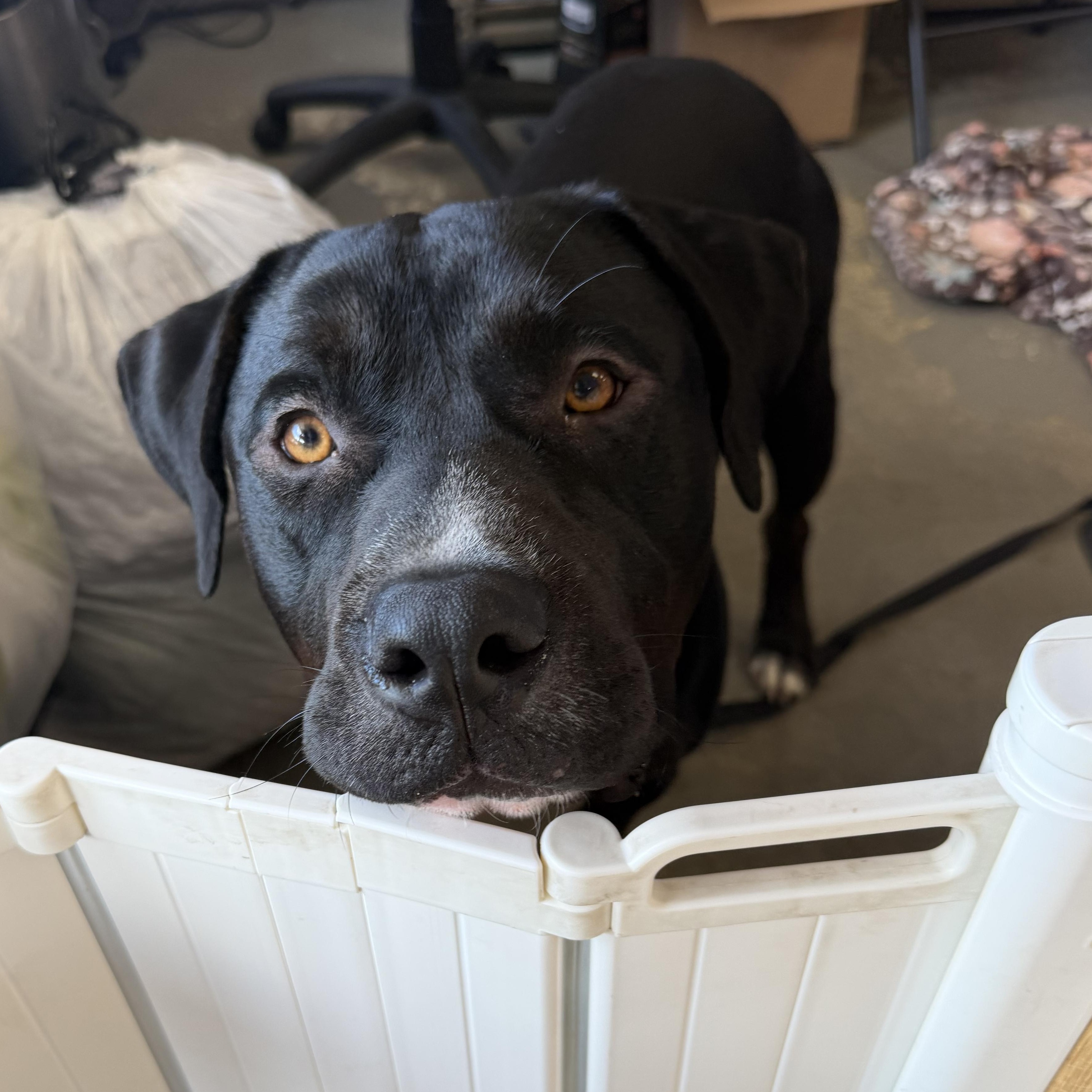 Enlarge Waffles, a Adoptable mixed breed in Kennebunk , ME image 5/5