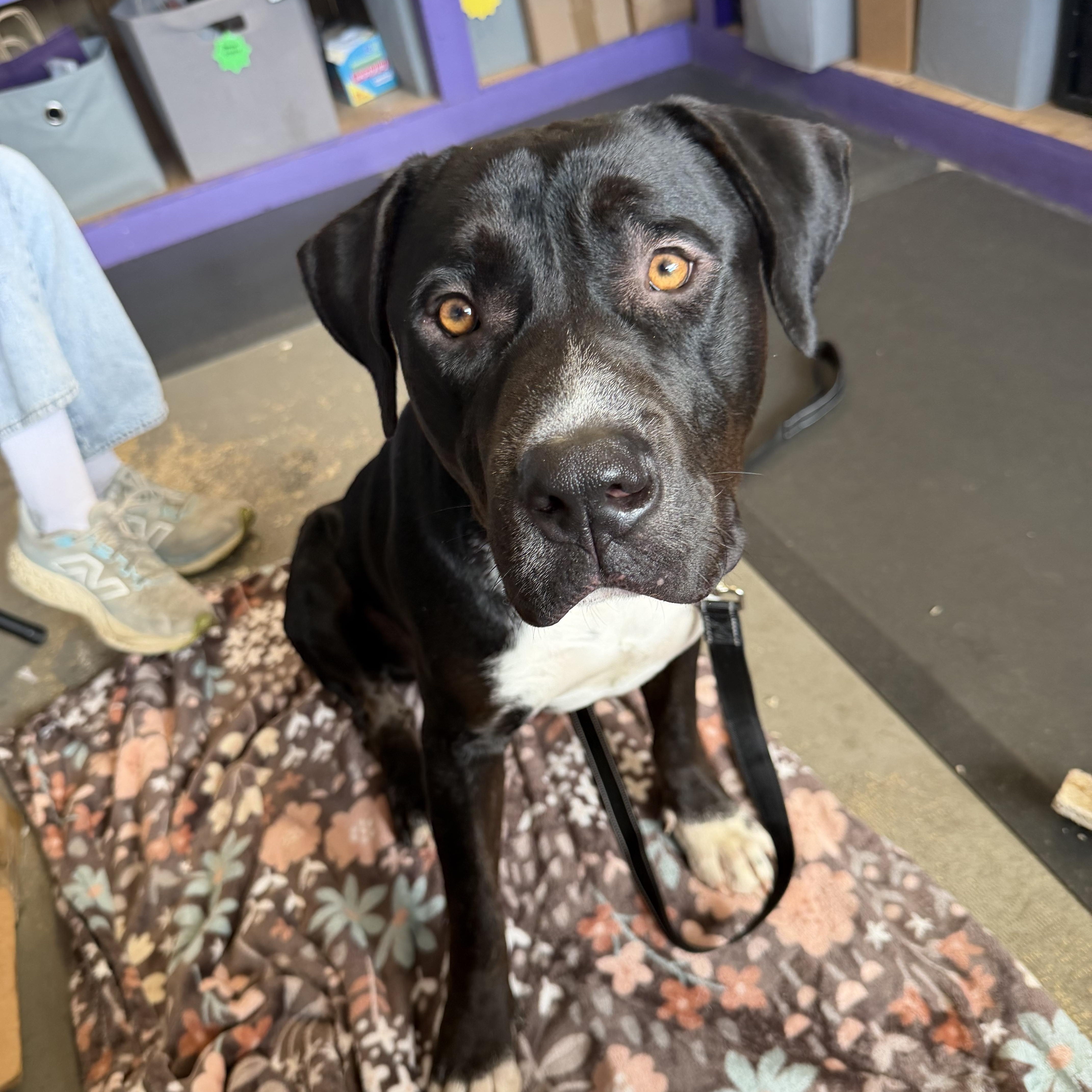 Waffles, Adoptable, Young Male Pit Bull Terrier.