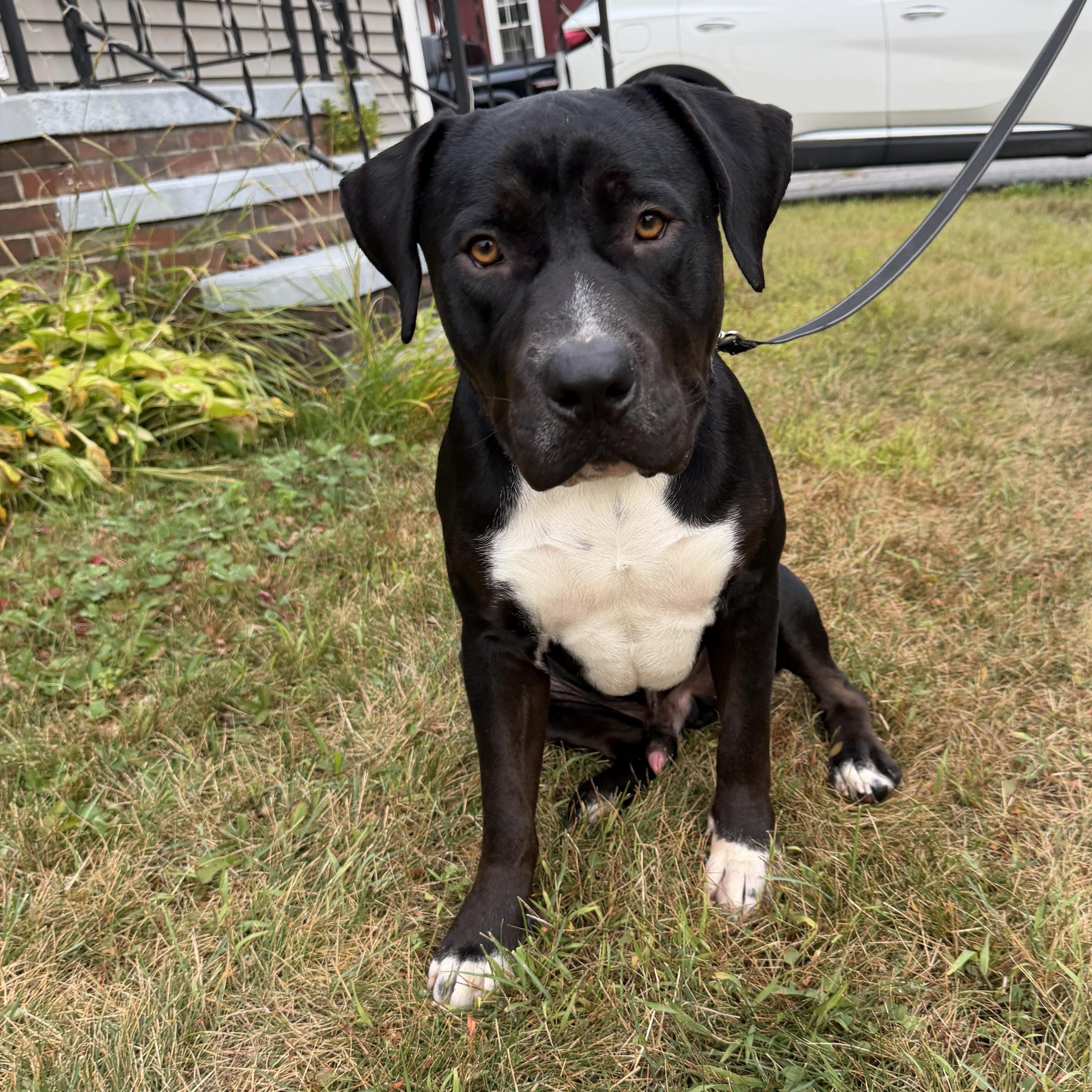 Enlarge Waffles, a Adoptable mixed breed in Kennebunk , ME image 2/5