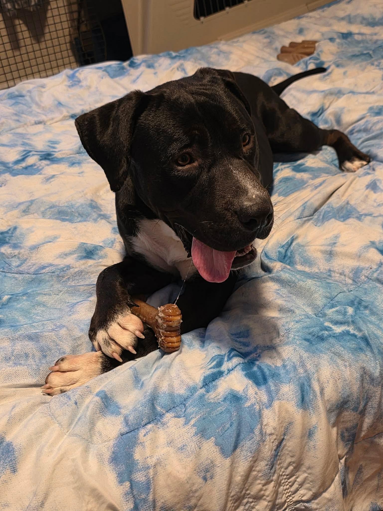 Waffles, a ADOPTABLE mixed breed in Kennebunk , ME image 3/6