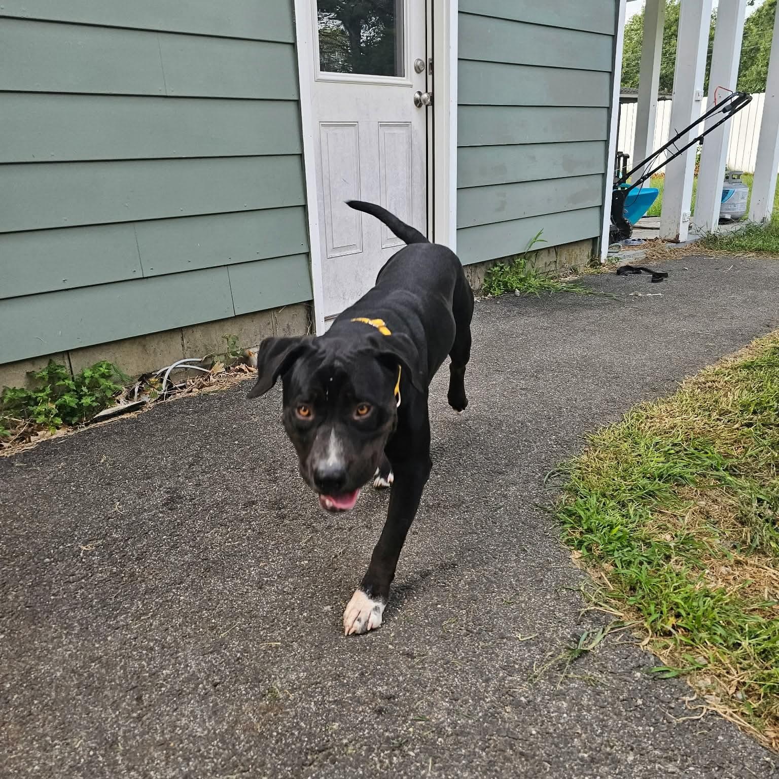 Waffles, a ADOPTABLE mixed breed in Kennebunk , ME image 4/6