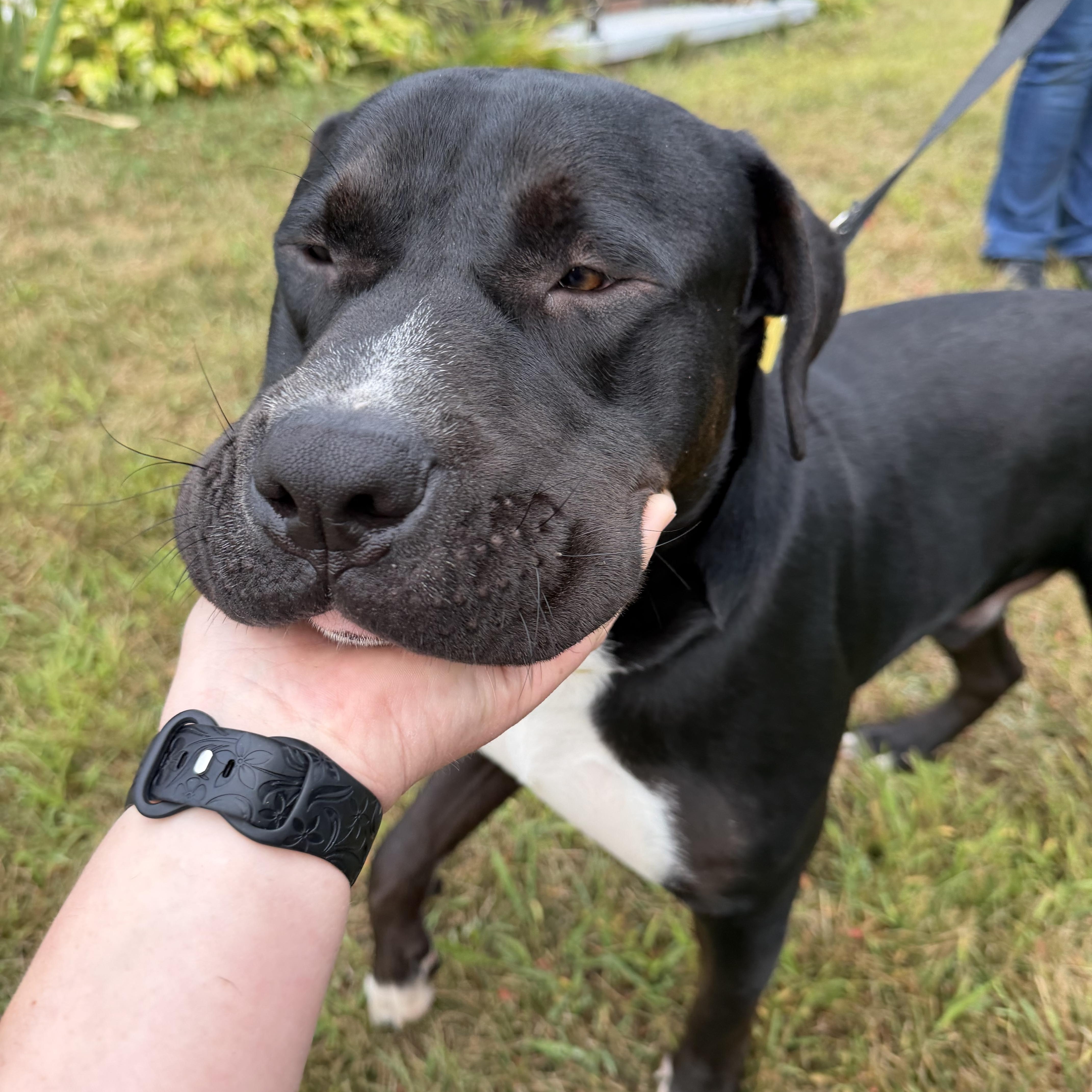 Enlarge Waffles, a Adoptable mixed breed in Kennebunk , ME image 3/5