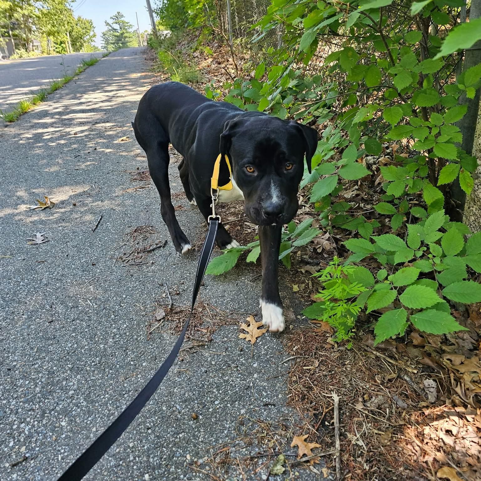 Waffles, a ADOPTABLE mixed breed in Kennebunk , ME image 6/6