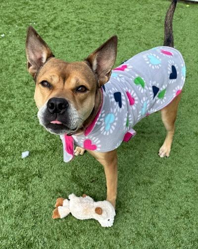 Bailey, ADOPTABLE, Adult Female Shepherd & American Staffordshire Terrier.