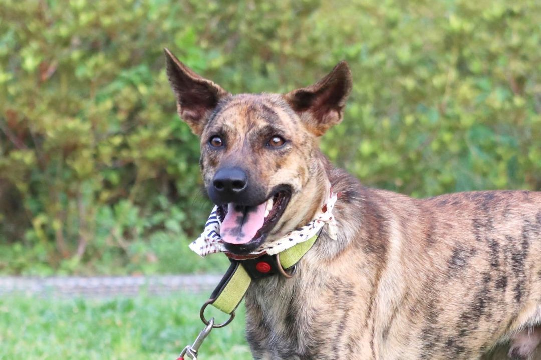 Scooby, a Adoptable mixed breed in San Mateo, CA image 3/6