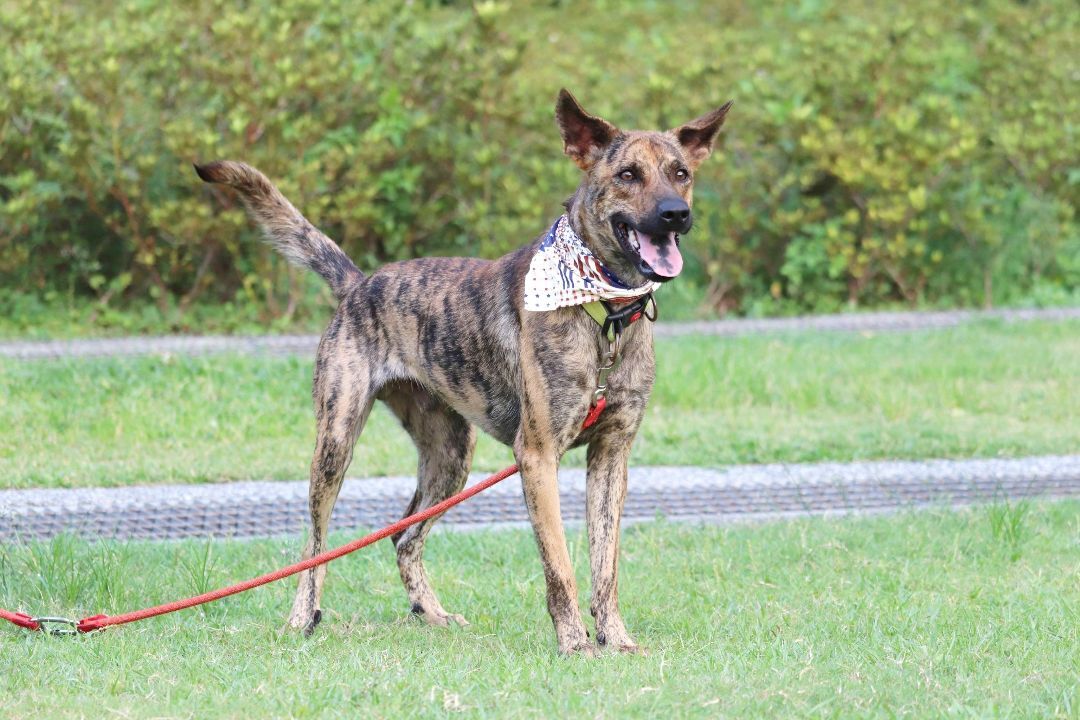 Scooby, a Adoptable mixed breed in San Mateo, CA image 4/6