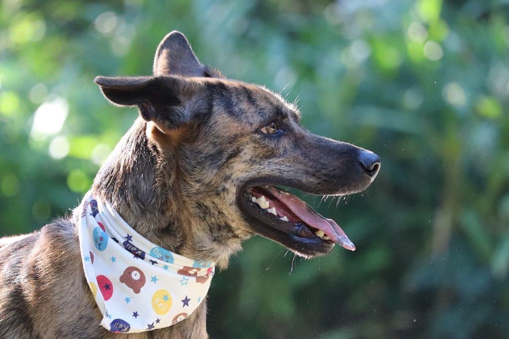 Scooby, a Adoptable mixed breed in San Mateo, CA image 2/6