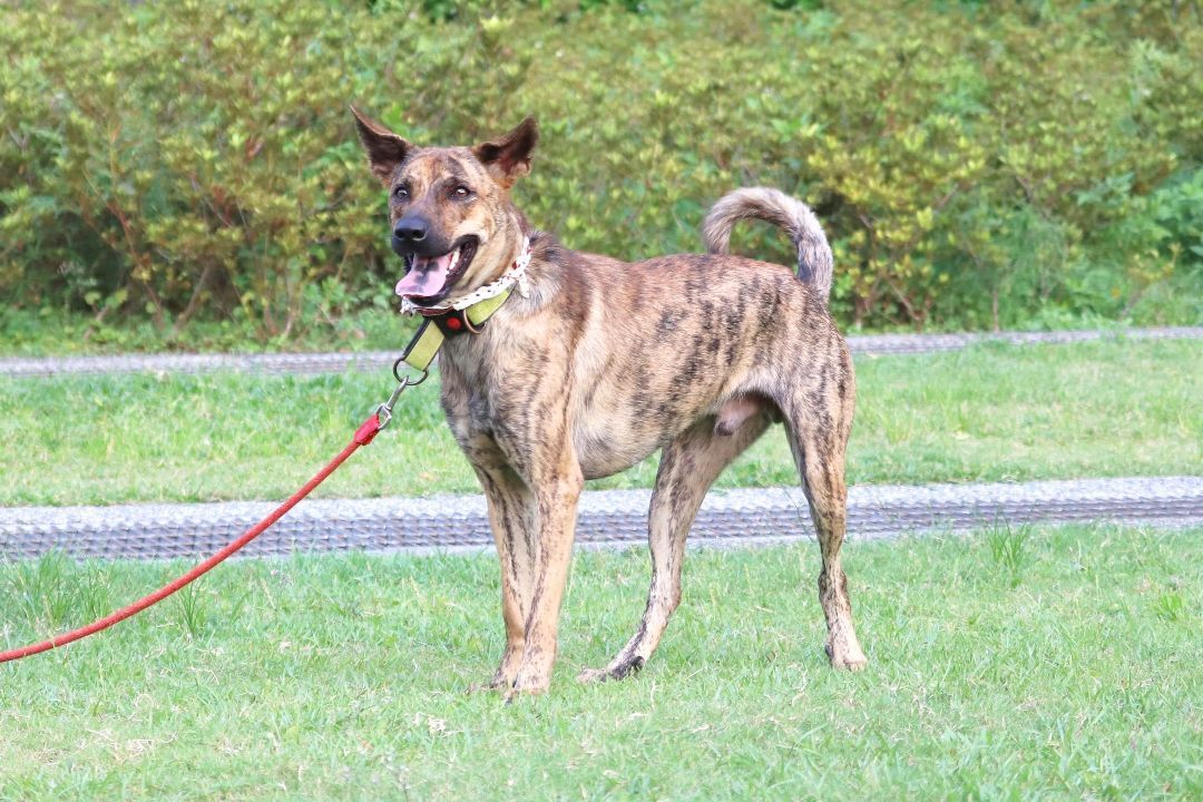 Scooby, a Adoptable mixed breed in San Mateo, CA image 5/6