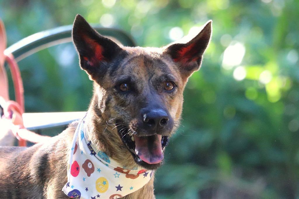 Scooby, a Adoptable mixed breed in San Mateo, CA image 1/6