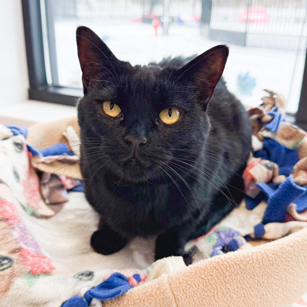 Lucy, a Adoptable Domestic Short Hair in Fort Wayne, IN image 1/2