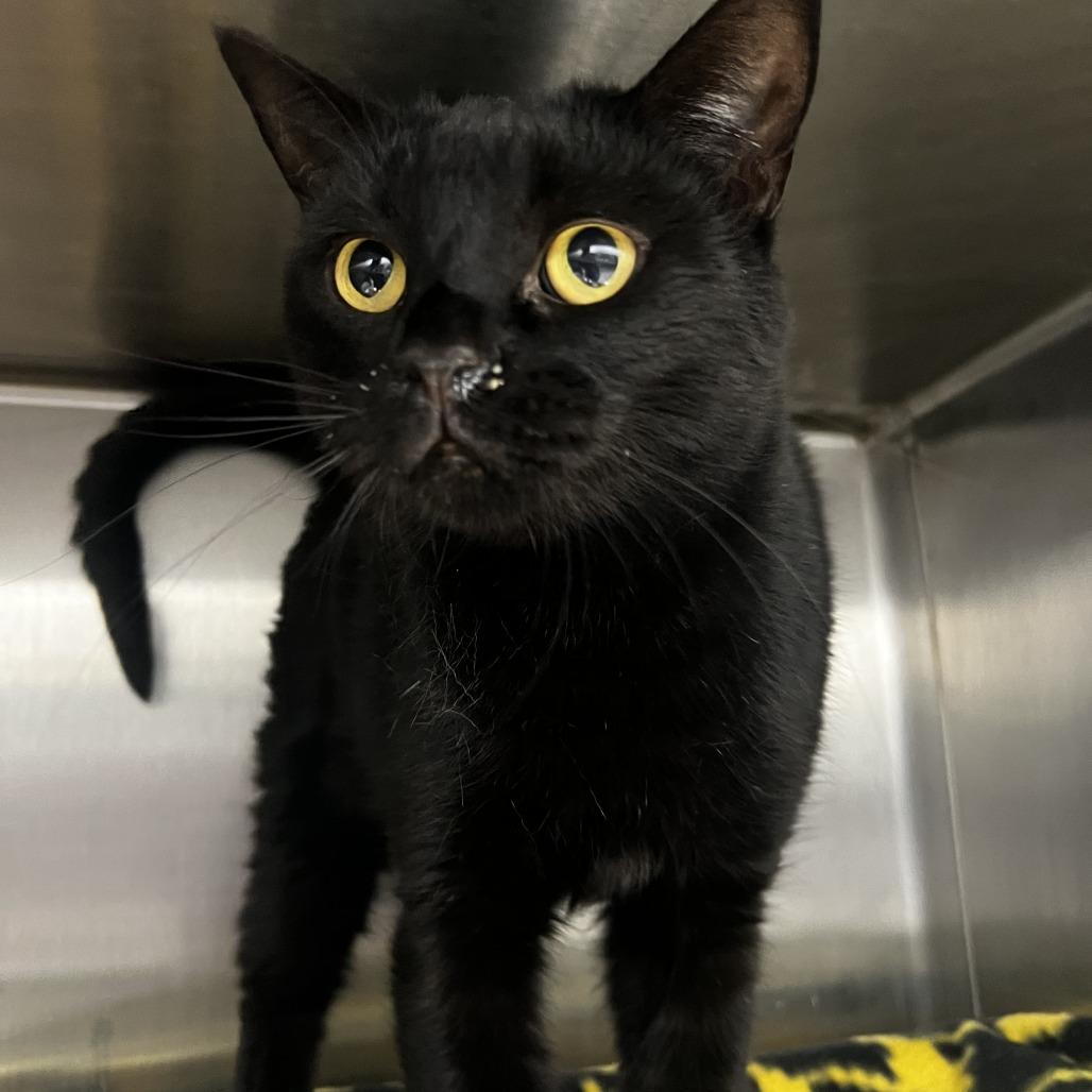 Lucy, a Adoptable Domestic Short Hair in Fort Wayne, IN image 2/2