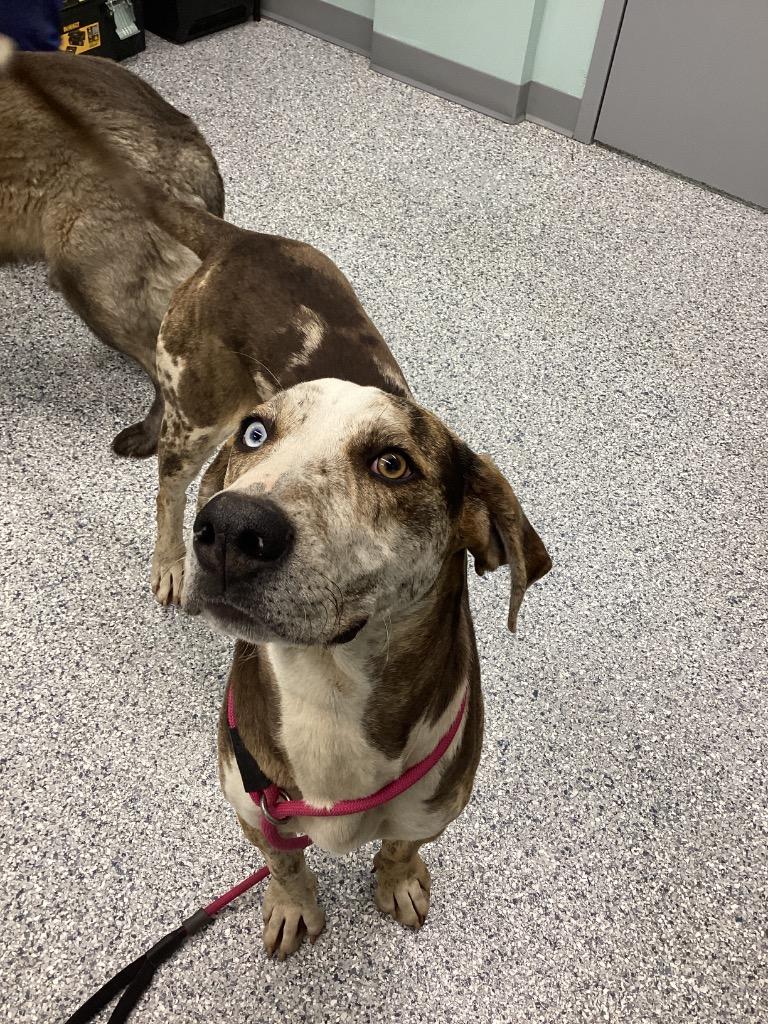 Enlarge Noodle, a Adoptable mixed breed in Athens, TN image 1/2