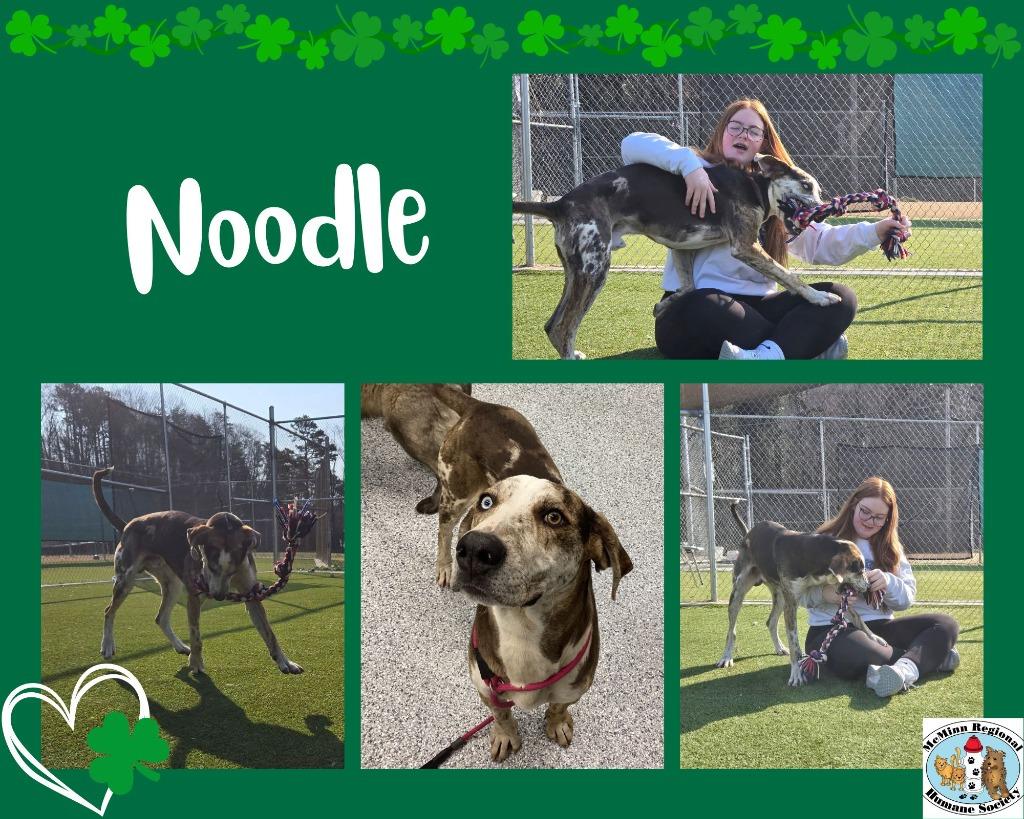 Enlarge Noodle, a Adoptable mixed breed in Athens, TN image 2/2