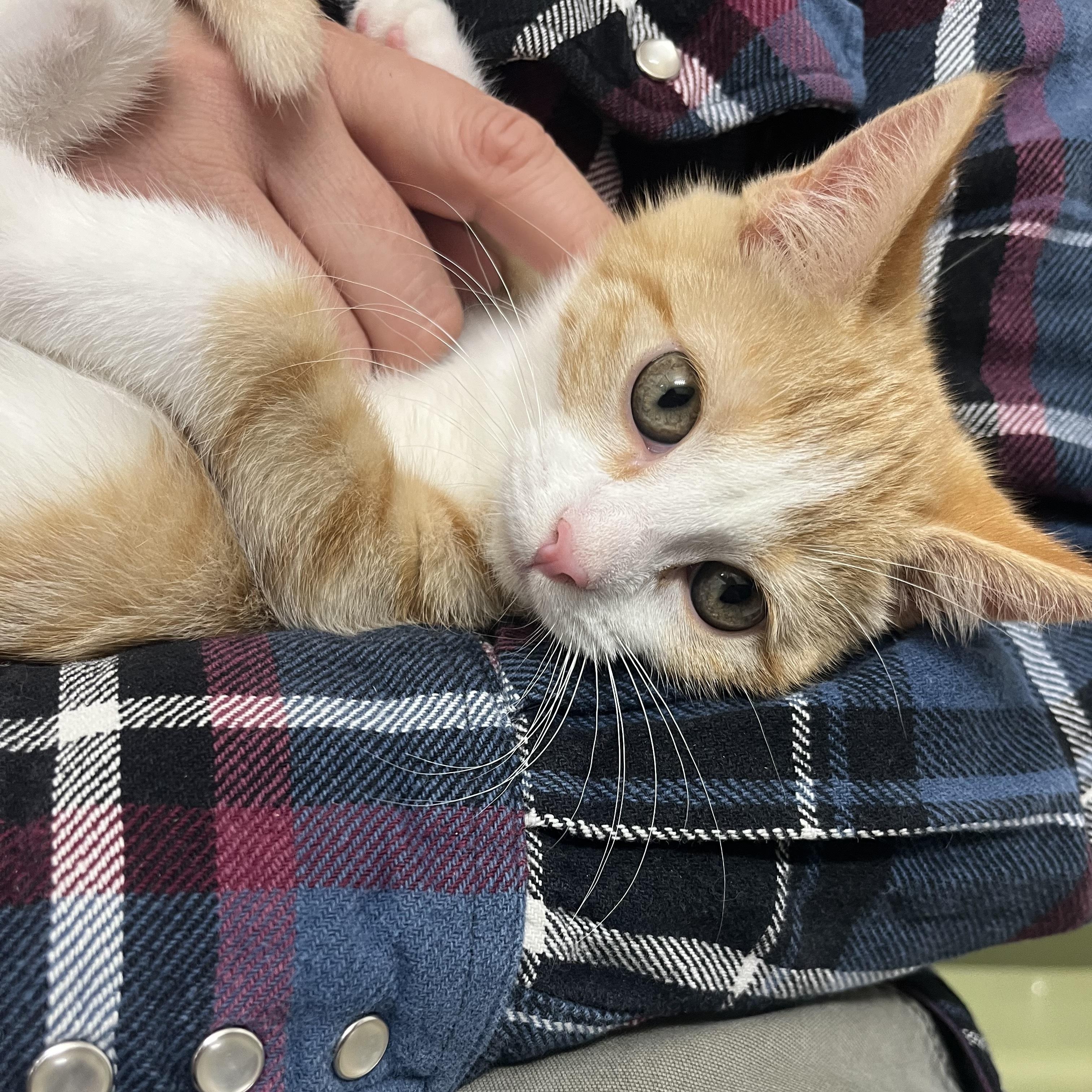 Hilda Horchata, Adopted, Kitten Female Domestic Short Hair.