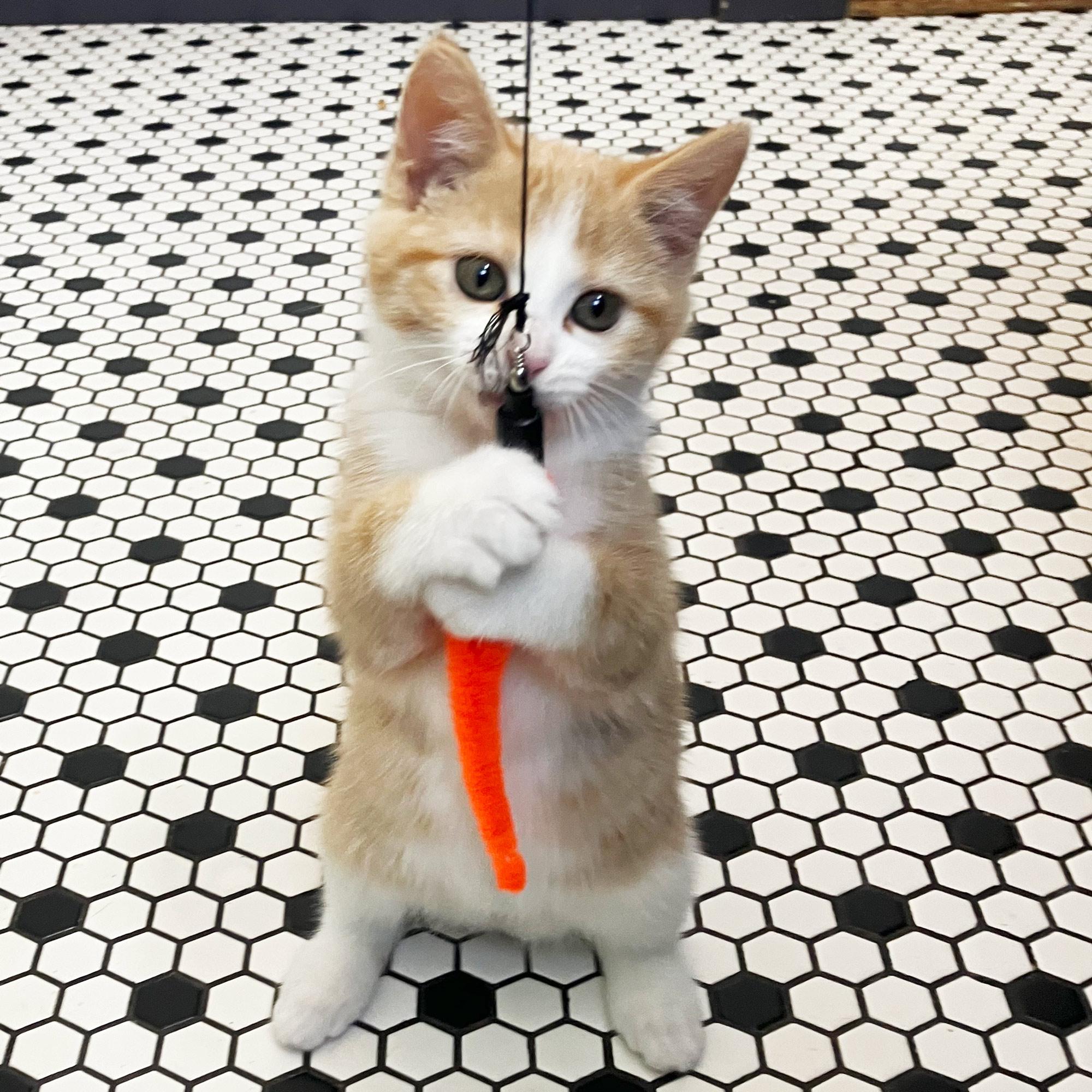 Enlarge Hilda Horchata, a Adopted Domestic Short Hair in Madison, WI image 6/6