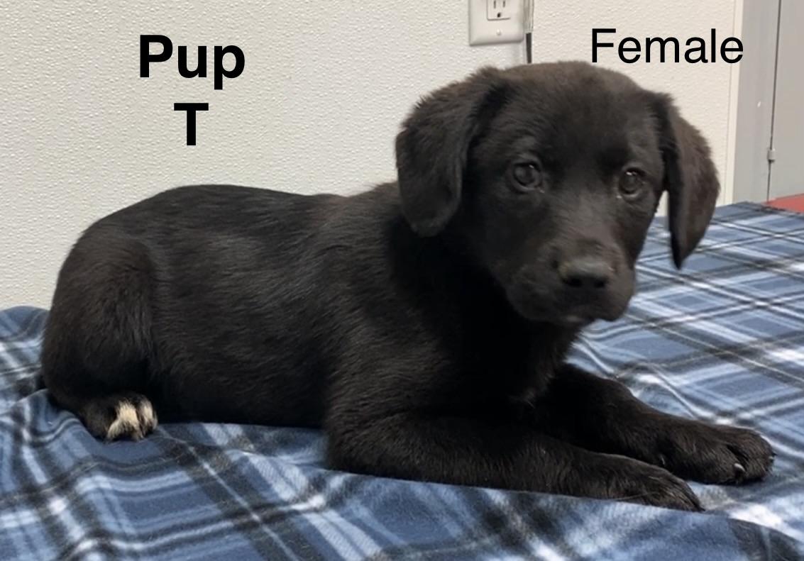Pup T, adopted, Puppy Female Black Labrador Retriever & Mixed Breed.