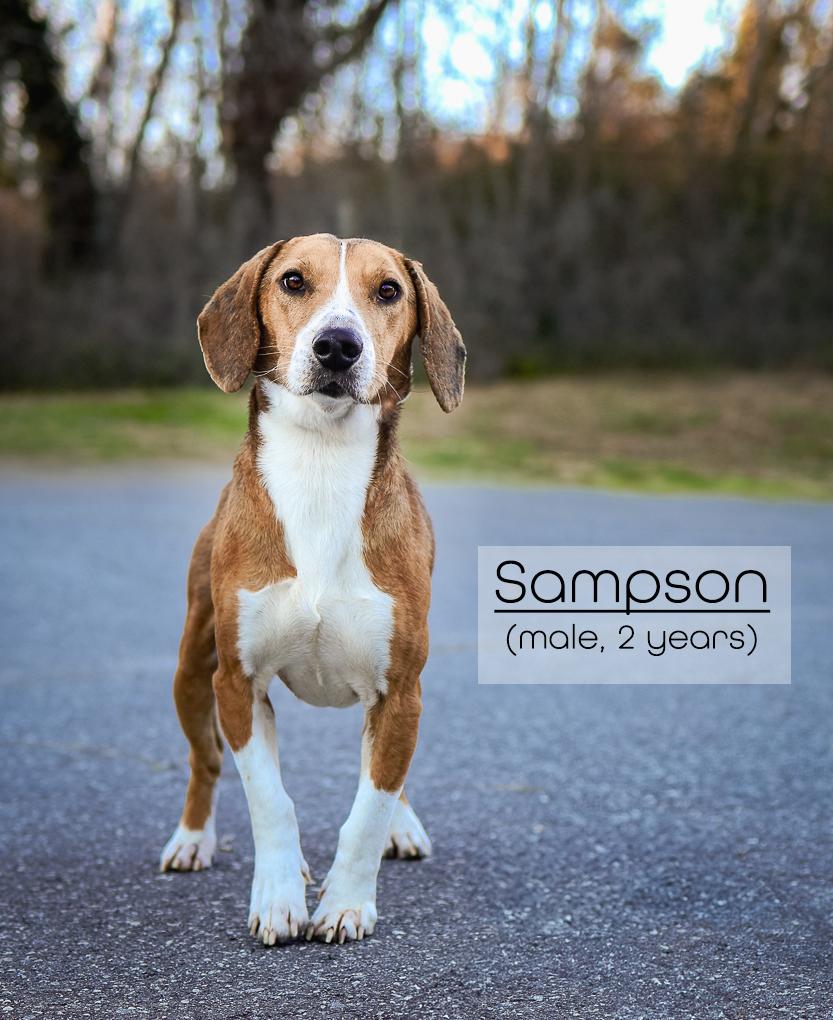 Sampson, Young Male Beagle