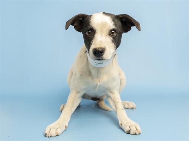 MOLLY, Adoptable, Young Female Labrador Retriever & Chihuahua.