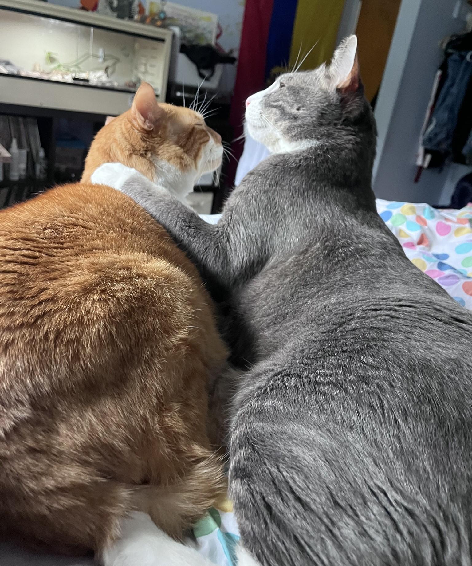 Enlarge Rex & Ren - Bellingham, WA, an adopted Domestic Short Hair in Bellingham, WA image 2/6