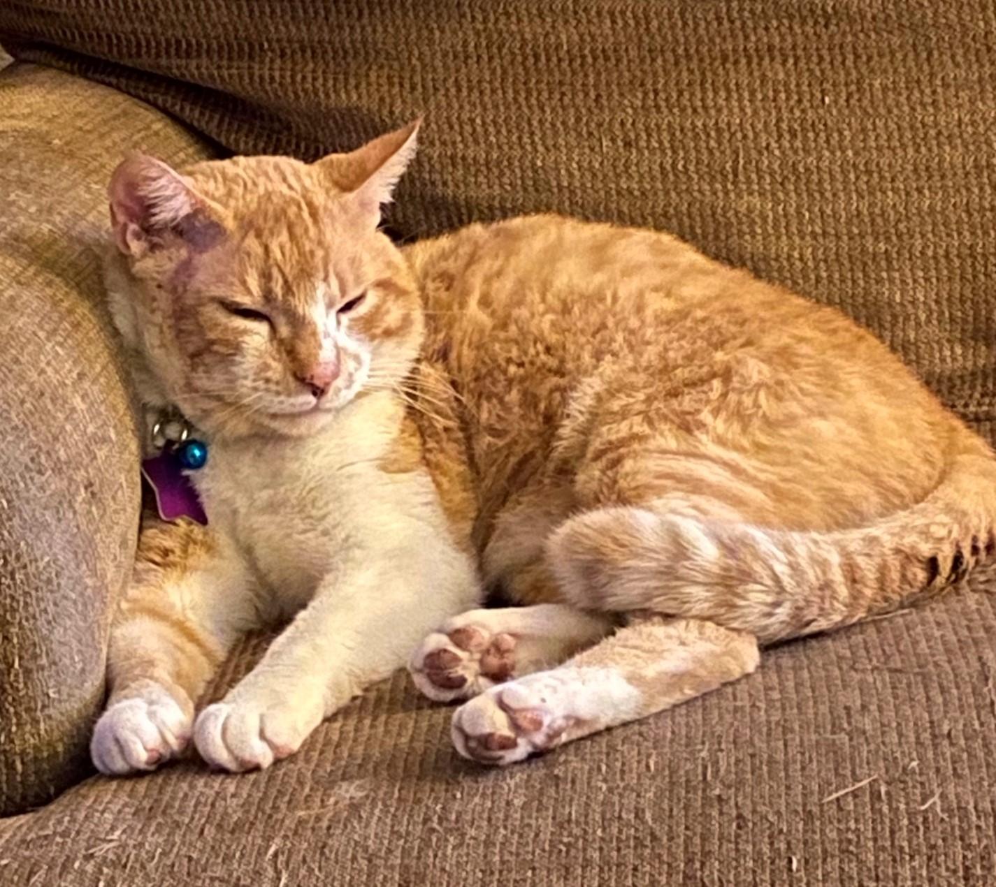 Enlarge Rex & Ren - Bellingham, WA, an adopted Domestic Short Hair in Bellingham, WA image 4/6