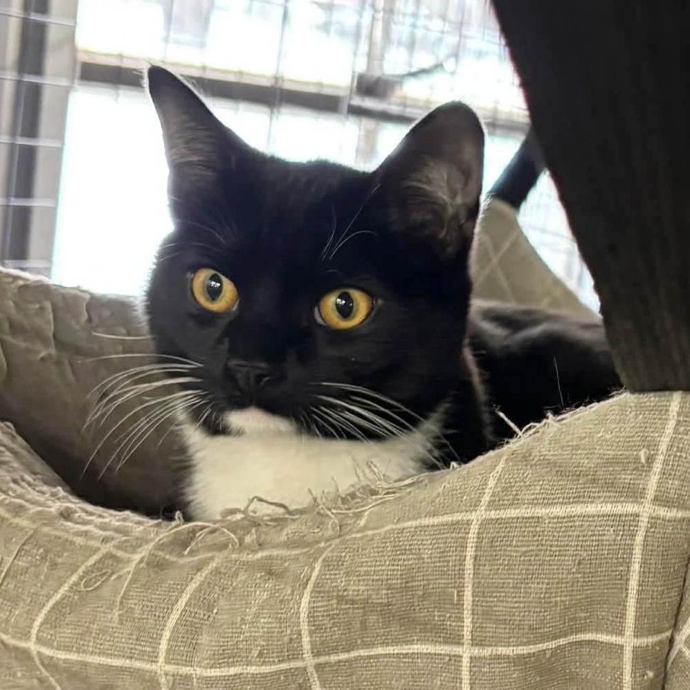 Enlarge Zenith, a ADOPTABLE Domestic Short Hair in Fair Haven, VT image 2/4