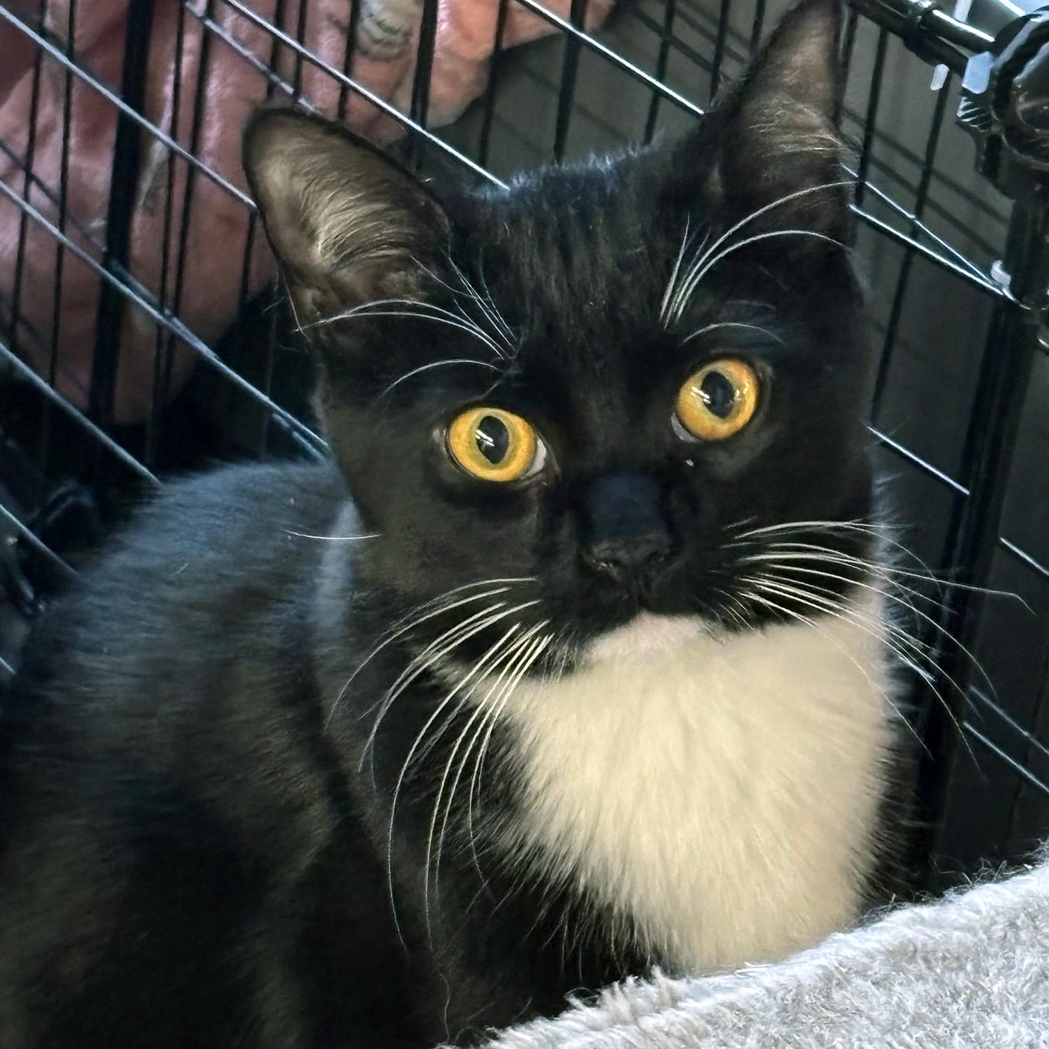 Zenith, adopted, Young Male Domestic Short Hair.