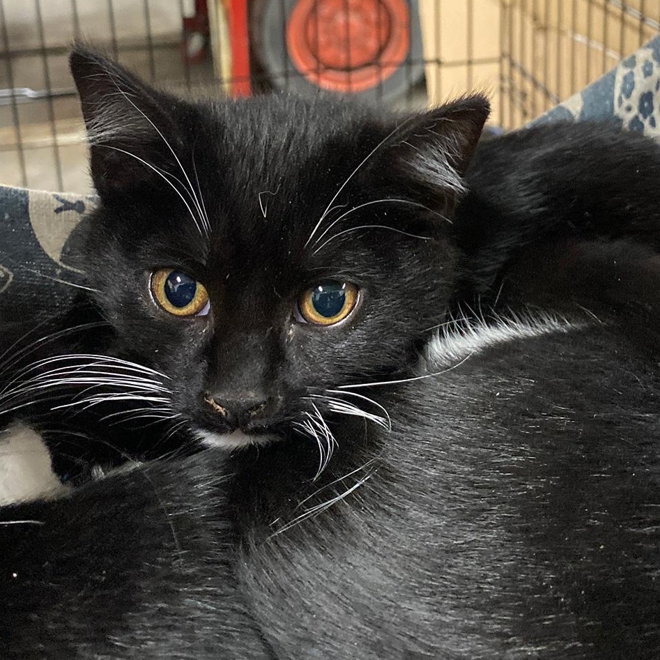 Enlarge Zenith, a ADOPTABLE Domestic Short Hair in Fair Haven, VT image 3/4