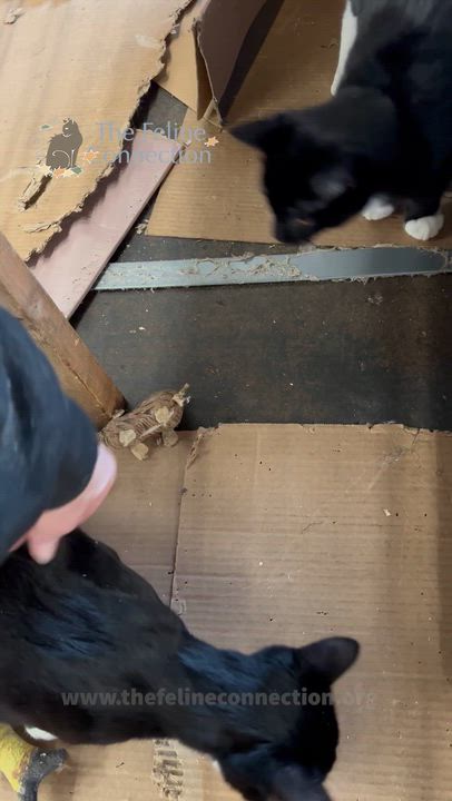 Enlarge Zenith, a ADOPTABLE Domestic Short Hair in Fair Haven, VT video 4/4