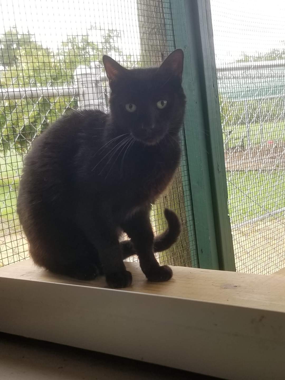 Enlarge Midnight, a Adoptable American Shorthair in Southaven , MS image 1/1