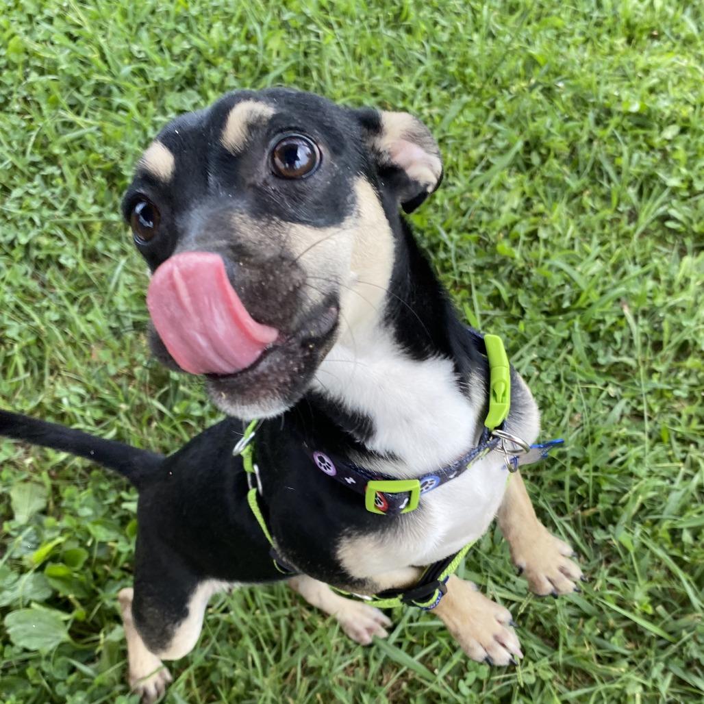 Angus, Adoptable, Young Male Mixed Breed.