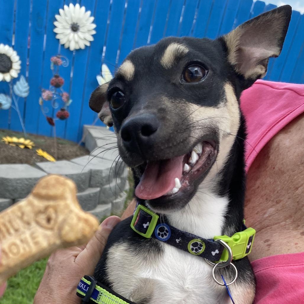 Enlarge Angus, a Adoptable Mixed Breed in Fletcher, NC image 2/5
