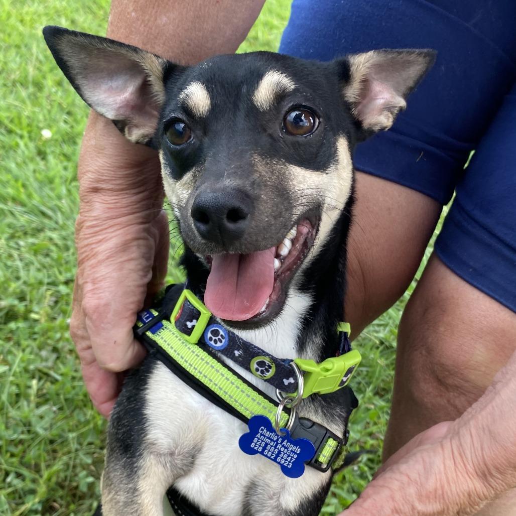 Enlarge Angus, a Adoptable Mixed Breed in Fletcher, NC image 3/5