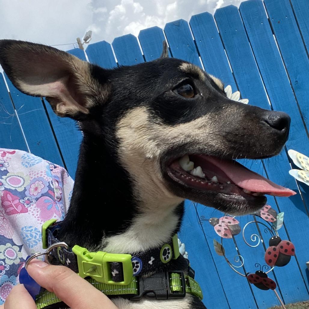 Enlarge Angus, a Adoptable Mixed Breed in Fletcher, NC image 4/5