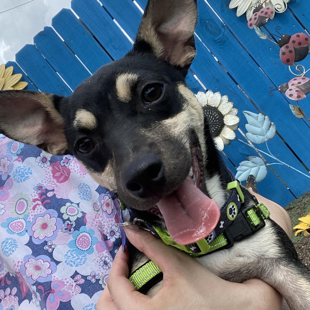 Enlarge Angus, a Adoptable Mixed Breed in Fletcher, NC image 5/5