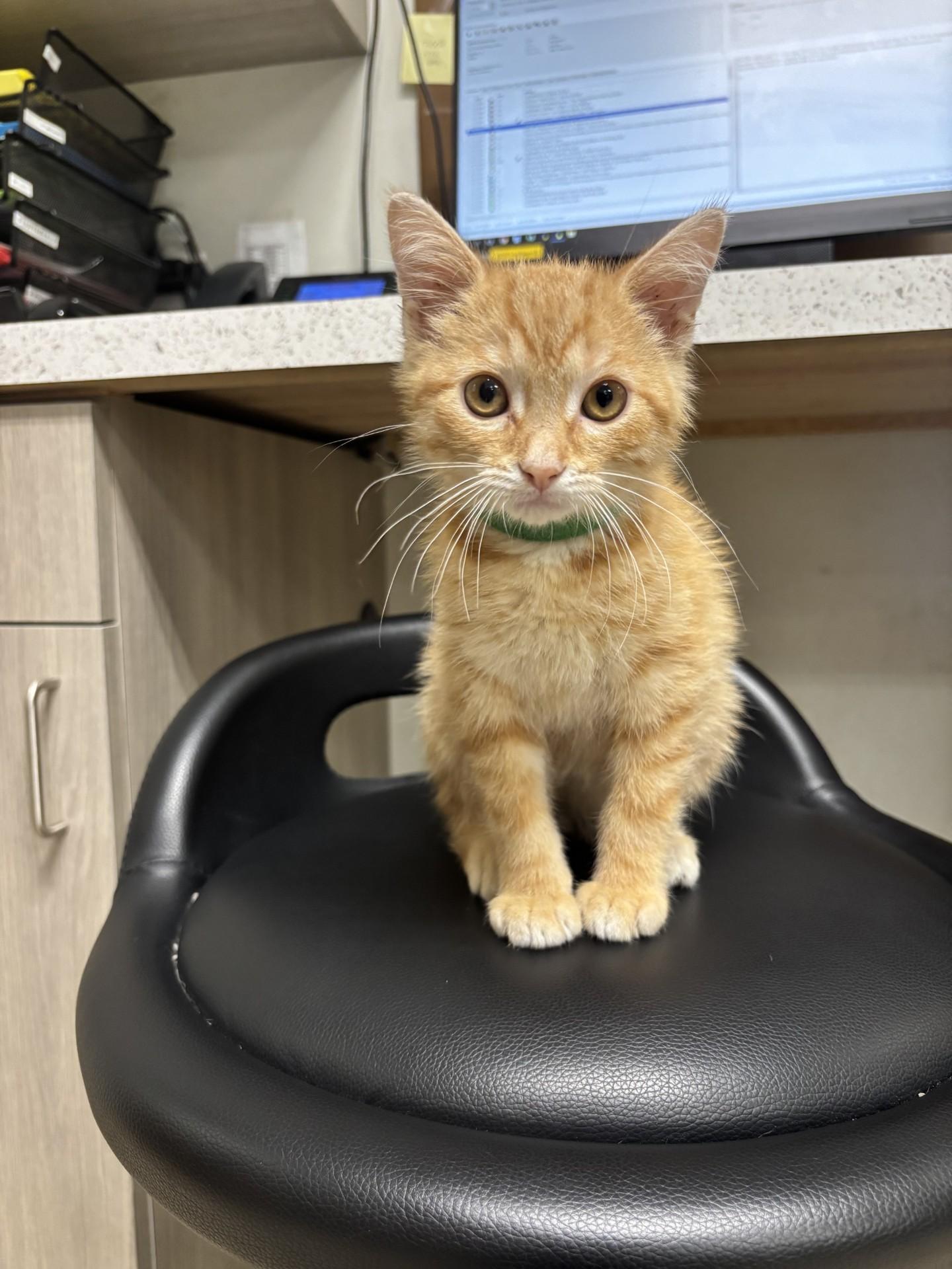 Toad, adopted, Young Male Domestic Short Hair.