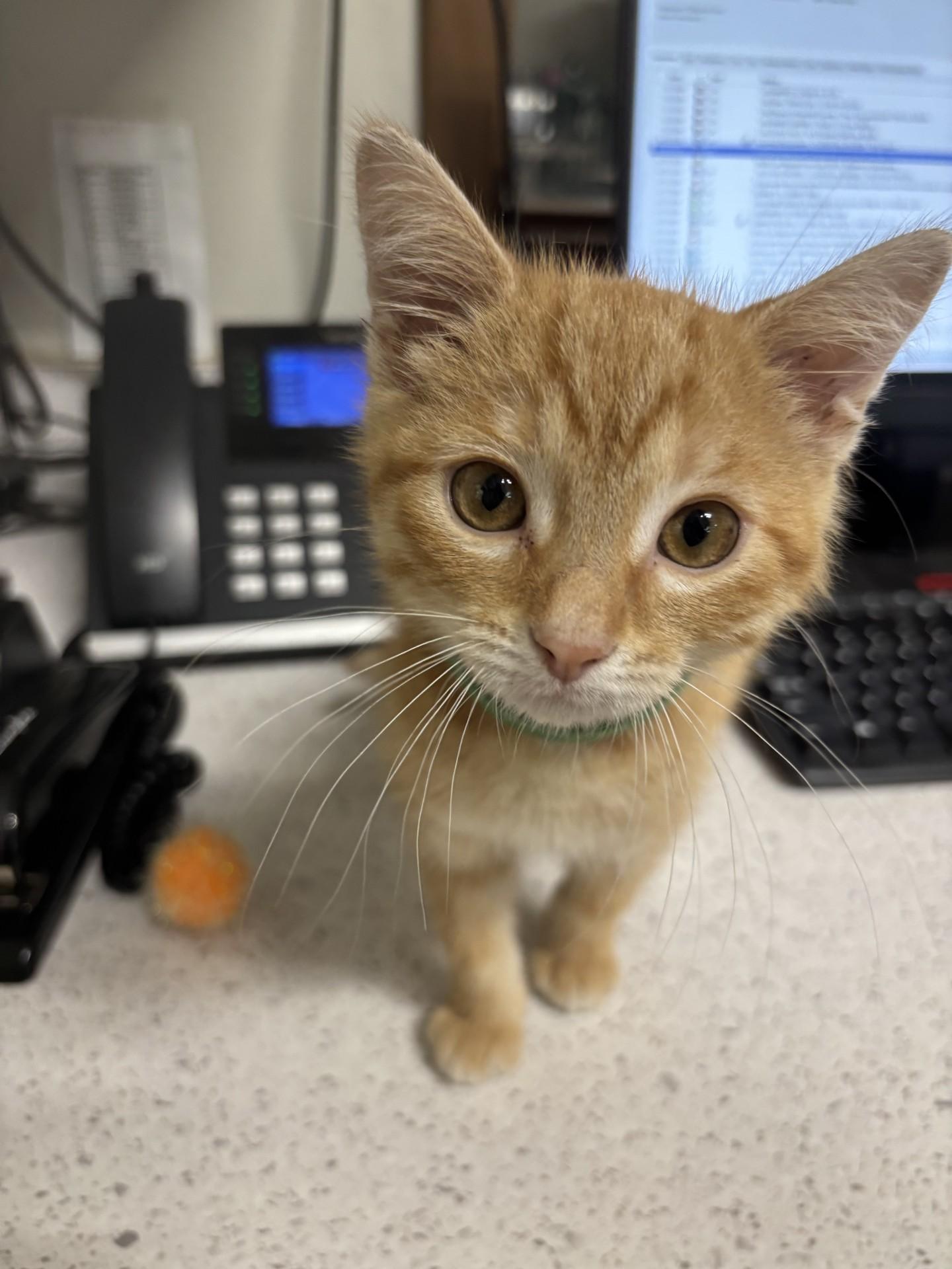 Toad, an adopted Domestic Short Hair in Yorkville, IL image 2/5