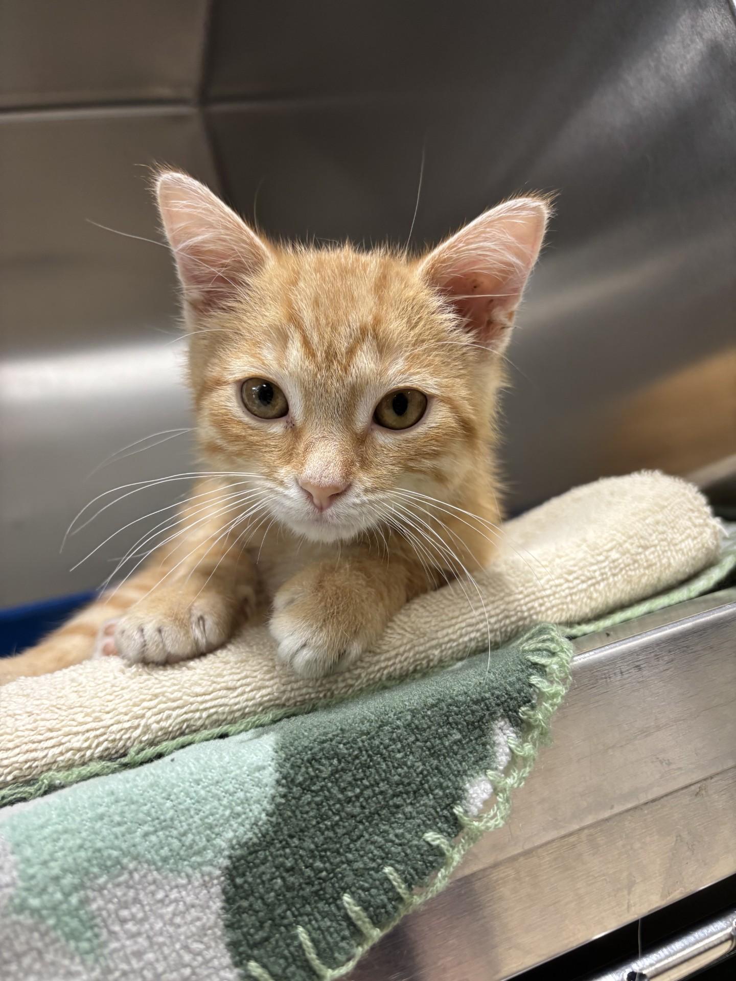Toad, an adopted Domestic Short Hair in Yorkville, IL image 4/5