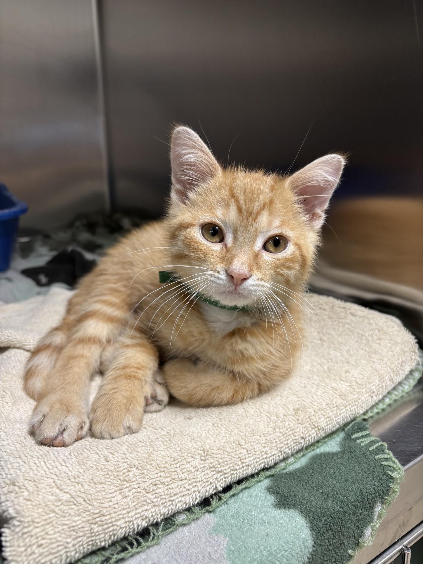 Toad, an adopted Domestic Short Hair in Yorkville, IL image 3/5