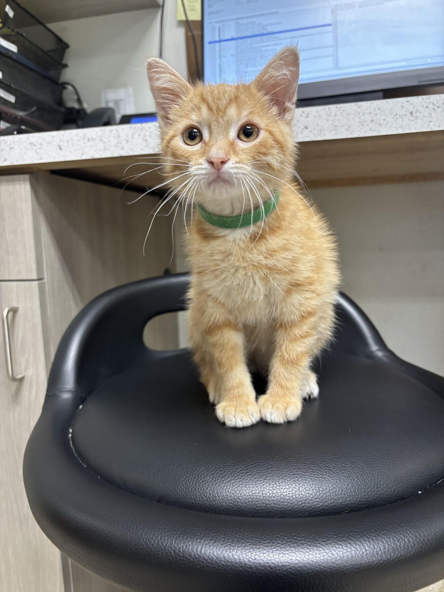 Toad, an adopted Domestic Short Hair in Yorkville, IL image 5/5