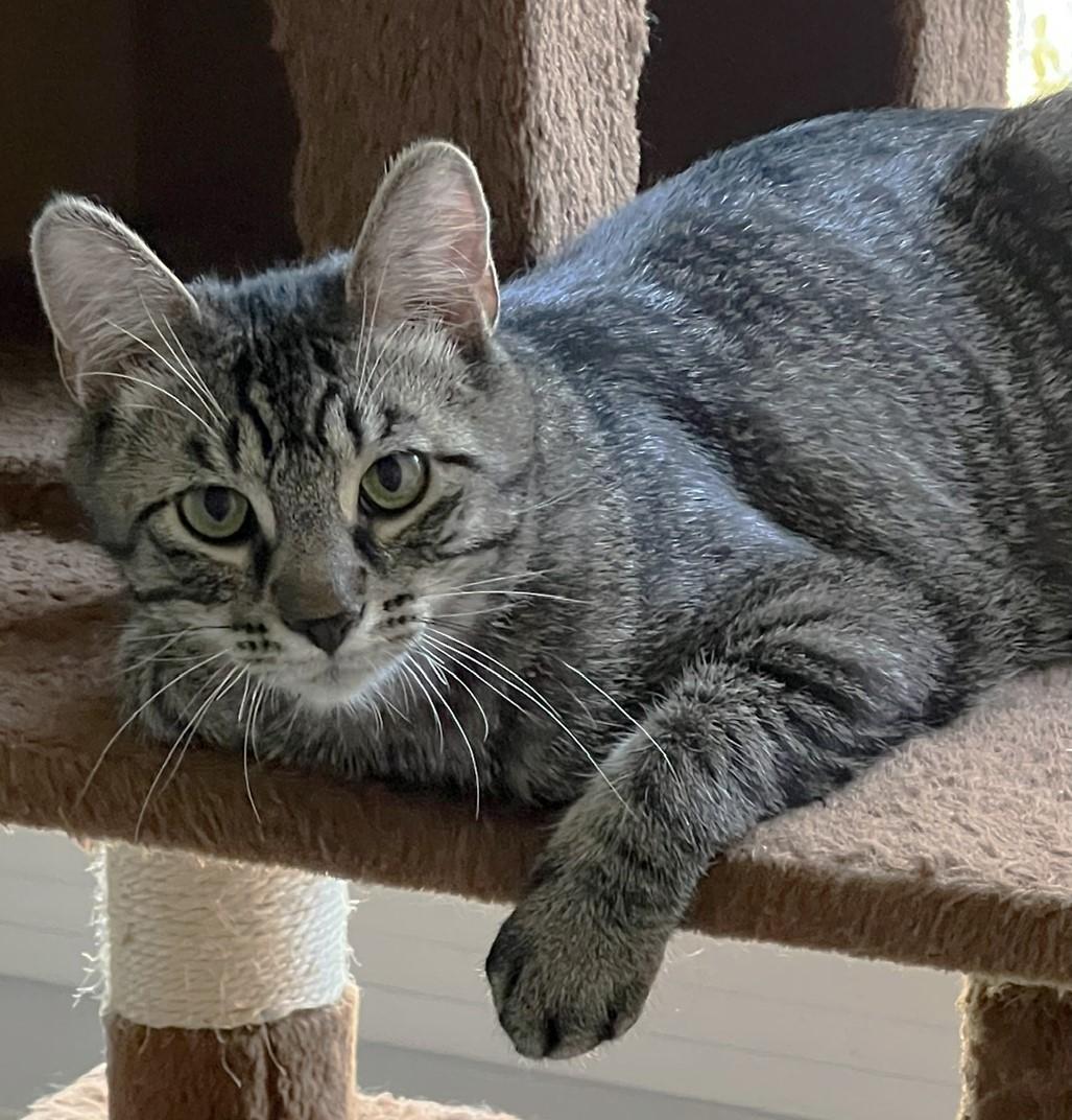 Enlarge Czech, an adopted Domestic Short Hair in Cedar Rapids, IA image 3/6
