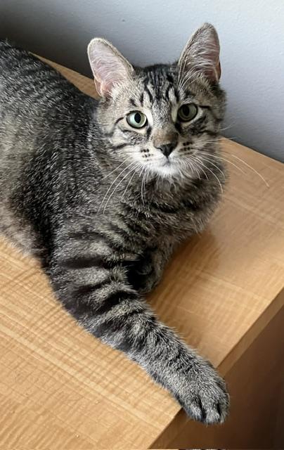 Enlarge Czech, an adopted Domestic Short Hair in Cedar Rapids, IA image 4/6