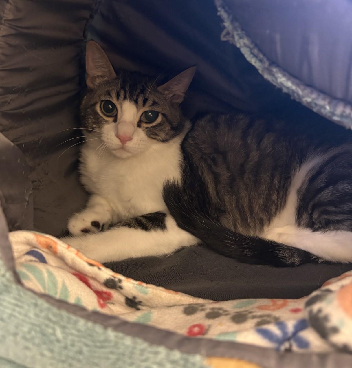 Enlarge Czech, an adopted Domestic Short Hair in Cedar Rapids, IA image 6/6