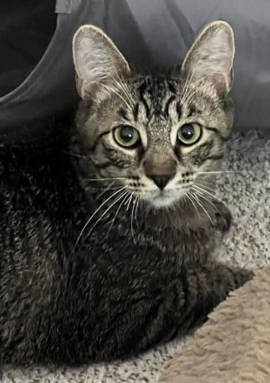 Enlarge Czech, an adopted Domestic Short Hair in Cedar Rapids, IA image 1/6