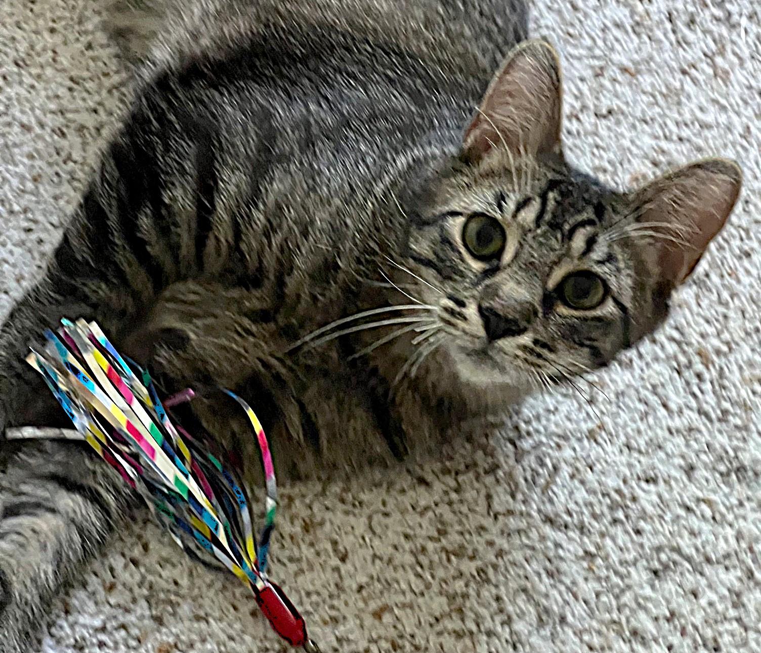 Enlarge Czech, an adopted Domestic Short Hair in Cedar Rapids, IA image 2/6