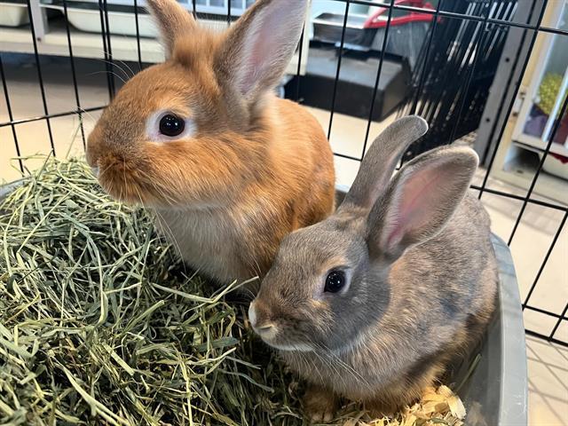 Enlarge COOKIE, a Adoptable Lionhead in Toronto, ON image 1/1