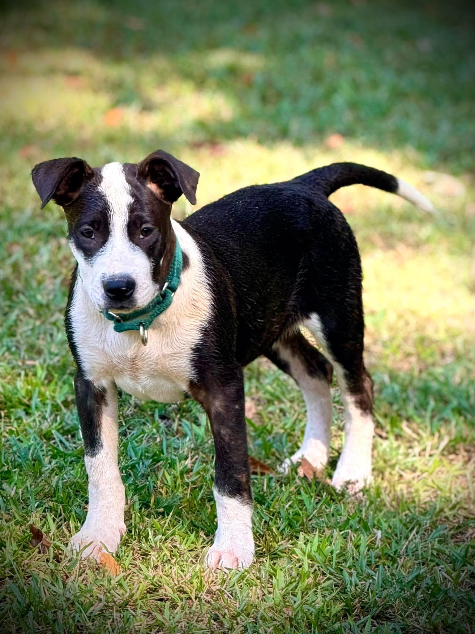 Reese, Adoptable, Puppy Male Mixed Breed.