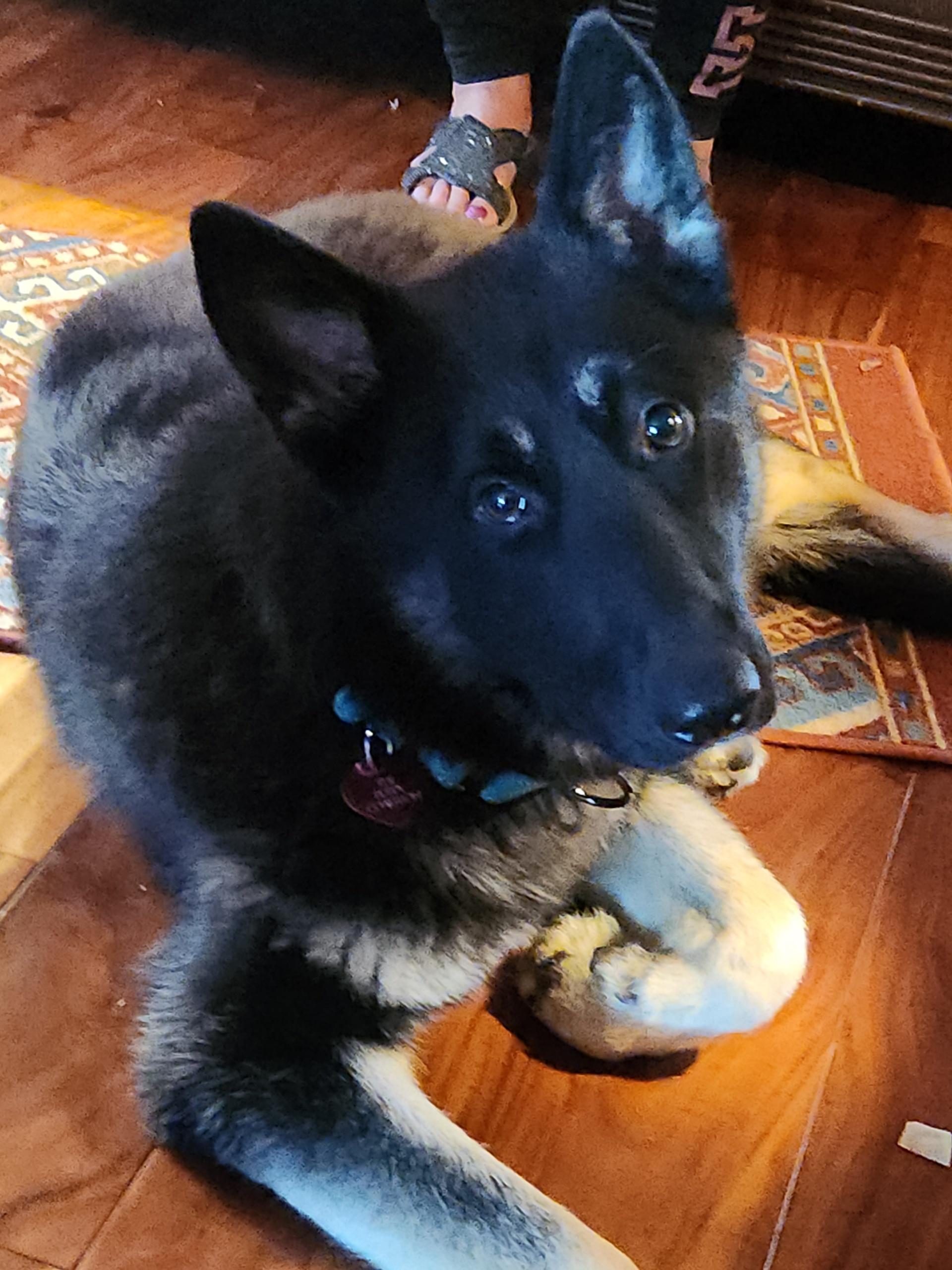 Enlarge INCA, a Adopted mixed breed in Los Angeles, CA image 3/4